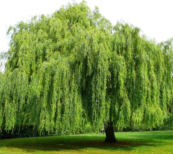 Cách chọn đồng hồ cho người mệnh mộc